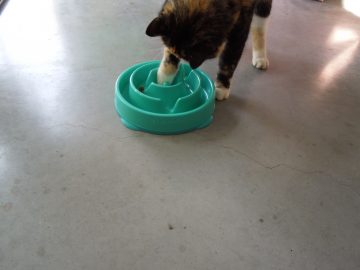 Kat met doolhof